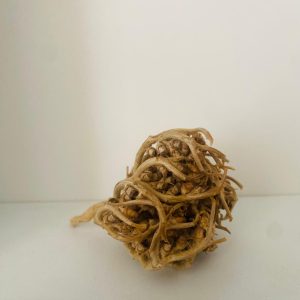 La Rose de Jericho (Chajarat Maryam )